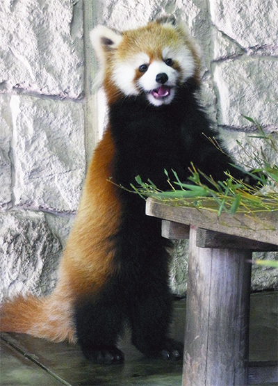 夢見ヶ崎動物公園 かわいい名前をつけてね レッサーパンダの女の子 川崎区 幸区 タウンニュース