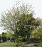 "咢堂桜"今が最盛期