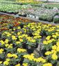 植え替えのベストシーズン到来豊富な花苗でお好みの         ガーデニングを