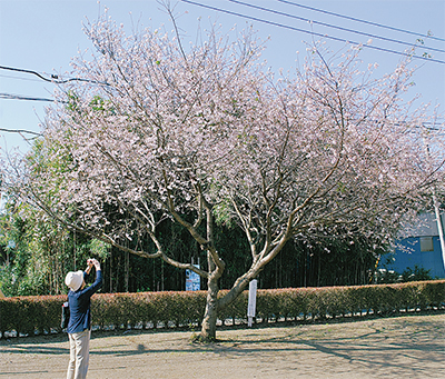春!?季節外れの桜満開