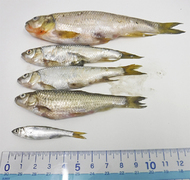 境川で小魚大量死