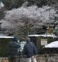 雪の花咲く
