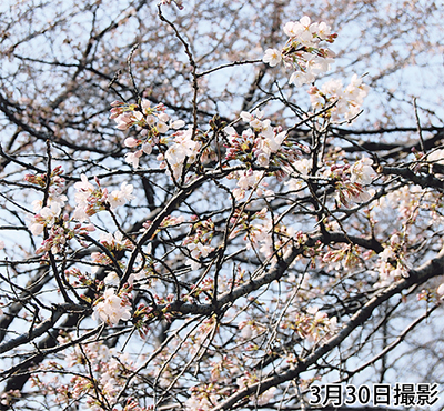 千本桜に春到来