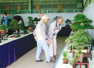 さつきの盆栽展