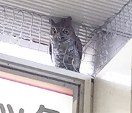 海老名駅にフクロウ現る？