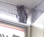 海老名駅にフクロウ現る？