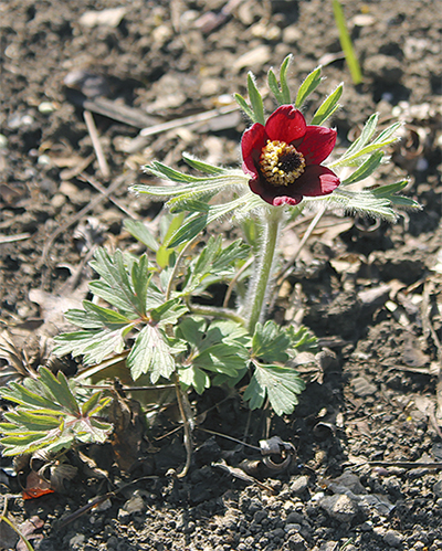 山野草 ヒトツバオキナグサ 四季の山野草図鑑／オキナグサ