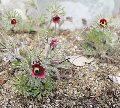 幻の山野草「オキナグサ」開花 市民が観賞ツアーを企画 | 海老名・座間