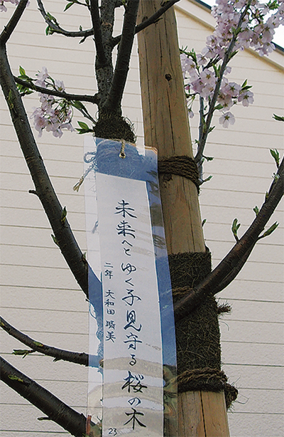桜道の今と未来、俳句で表現