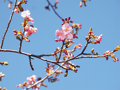 河津桜、早くも開花