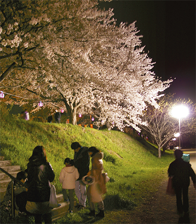 夜桜に「すごいね」