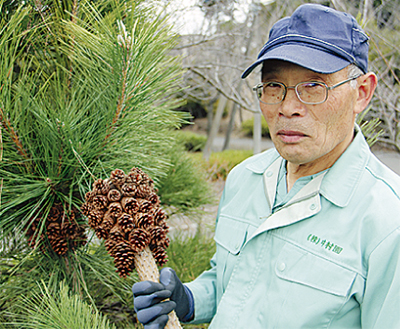 まるでパイナップル 鈴なりの松ぼっくり | 伊勢原 | タウンニュース