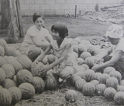 スイカ 楽天市場】キャノンボール 200粒詰 スイカ すいか 西瓜 宇治交配 【丸