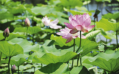 湿生園にハスの花 | 綾瀬 | タウンニュース