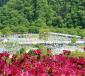 花の斜面も華やかに