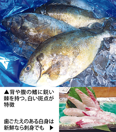 海の厄介者 活用探る アイゴ による食害が深刻 横須賀 タウンニュース