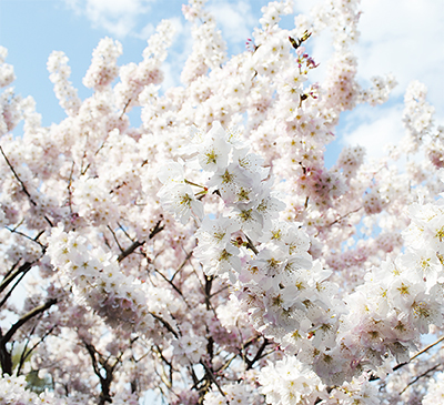 桜ほか春の花々がお出迎え