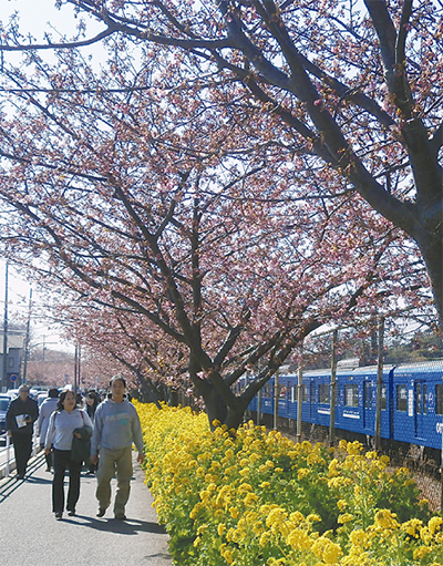 歩いて桜を満喫