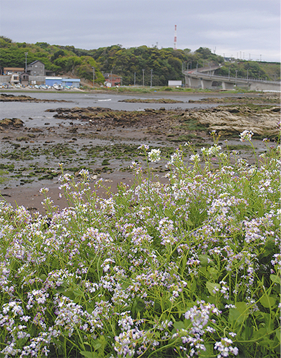 ハマダイコンが花盛り 毘沙門海岸で見ごろ 三浦 タウンニュース
