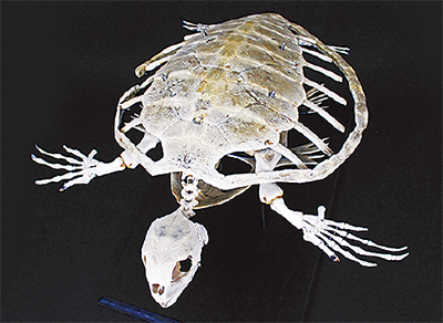 骨格から知る海洋生物 マリンパークで特別展 | 三浦 | タウンニュース