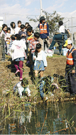 藤沢メダカ はす池に放流