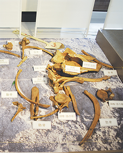 藤沢にナウマンゾウがいた！」 肋骨や肩甲骨、大臼歯などを展示 | 藤沢  