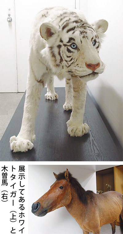 白虎（ホワイトタイガー）が日大博物館に