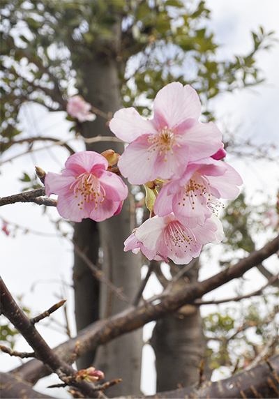 雪にも負けず河津桜が開花