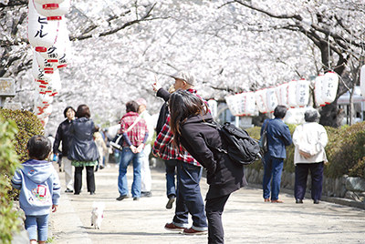 春の訪れ告げる「桜のトンネル」