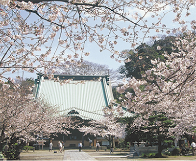 光明寺で観桜会