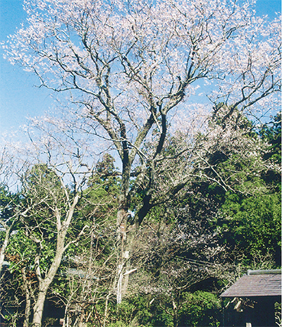 鎌倉桜まつり開催