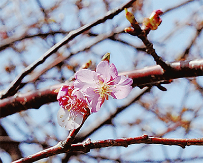 遅咲き桜で春到来