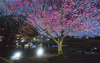 早咲き桜でライトアップ