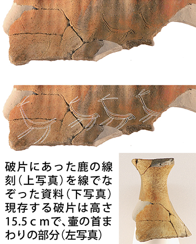 鹿4頭の古代画 見つかる 塚越遺跡出土弥生中期の壷に | 平塚・大磯