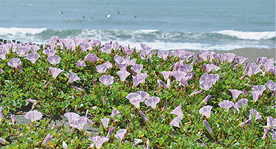 平塚海岸彩るピンクの絨毯