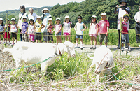山羊の「みるく」「めぇめぇ」と中村保育園の園児たち