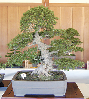 丹精込めたさつきを披露