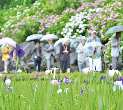 菖蒲と紫陽花 競演