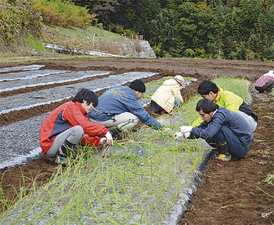 広めよう 下中たまねぎ 下 人とつながる農場 小田原 箱根 湯河原 真鶴 タウンニュース