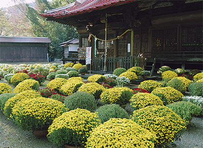 八幡神社で菊まつり