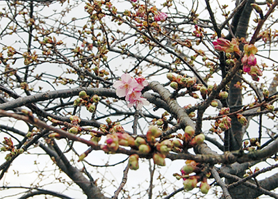 桜まつり延長　25日（日）まで