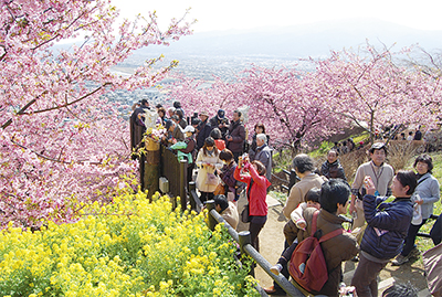 早咲き桜と富士の絶景