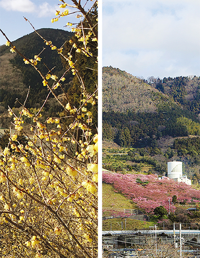 金とピンクに色づく松田山