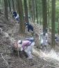 箱根の森づくり参加者募集