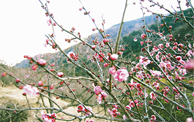 幕山公園の梅開花スタート
