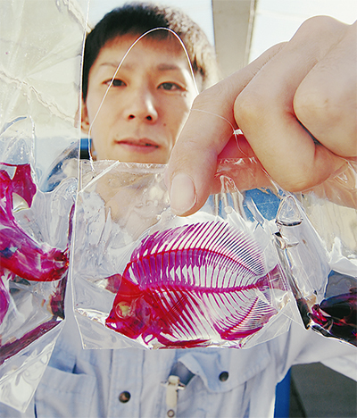 手作りの「透明標本」 箱根園水族館で展示中 | 箱根・湯河原 手作りの「透明標本」 箱根園水族館で展示中 | 箱根・湯河原