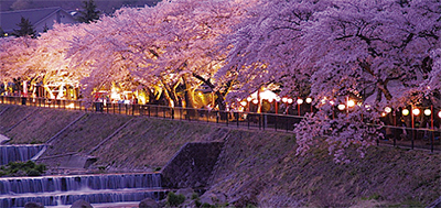 宮城野の桜がライトアップ