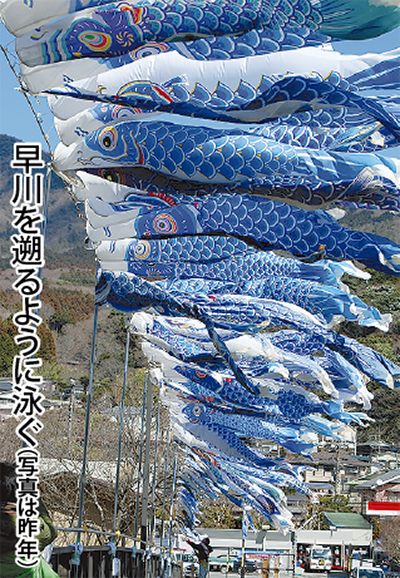 宮城野で11日まで 青い鯉のぼり | 箱根・湯河原・真鶴 | タウンニュース