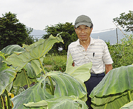 珍しいサトイモの花