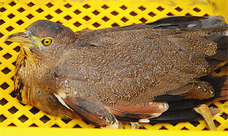 保護されたミゾゴイ